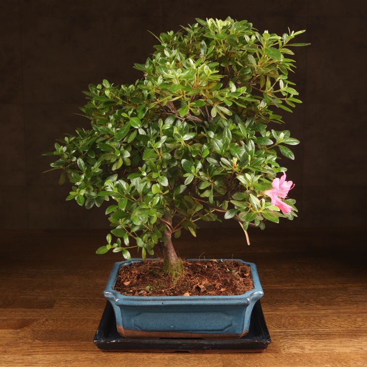 Бонсай Азалия 40 см фото 1 &mdash; Luxury Plants