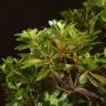 Бонсай Азалия 40 см фото 3 &mdash; Luxury Plants