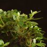 Бонсай Азалия 40 см фото 5 &mdash; Luxury Plants