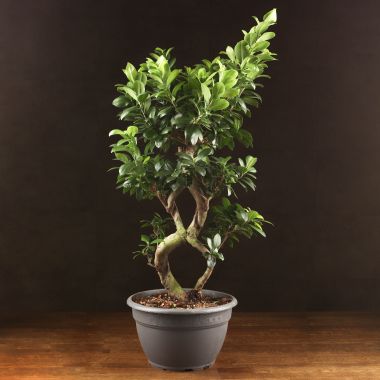 Бонсай Фикус Восьмерка 80см &mdash; Luxury Plants