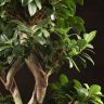 Бонсай Фикус Восьмерка 80см фото 2 &mdash; Luxury Plants