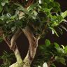 Бонсай Фикус Восьмерка 80см фото 4 &mdash; Luxury Plants