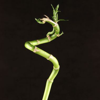 Бамбук спираль 80 см уценка &mdash; Luxury Plants