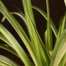 Хлорофитум Комосум Вариегата 30/12 фото 2 &mdash; Luxury Plants