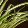 Хлорофитум Комосум Вариегата 30/12 фото 4 &mdash; Luxury Plants
