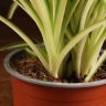 Хлорофитум Комосум Вариегата 30/12 фото 5 &mdash; Luxury Plants