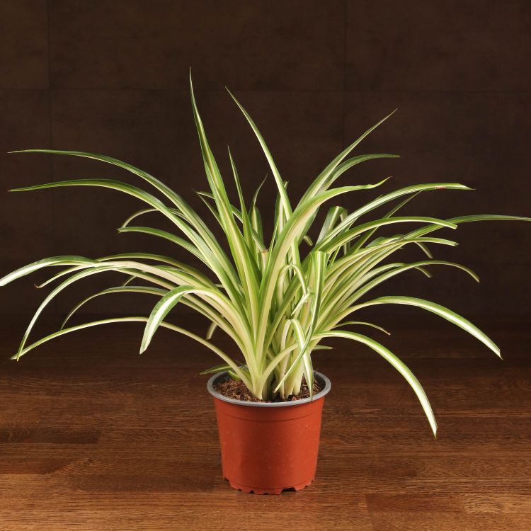 Хлорофитум Комосум Вариегата 30/12 фото 1 &mdash; Luxury Plants