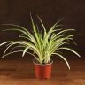 Хлорофитум Комосум Вариегата 30/12 фото 1 &mdash; Luxury Plants