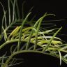 Филодендрон Тортум 30/10 фото 3 &mdash; Luxury Plants