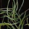 Филодендрон Тортум 30/10 фото 2 &mdash; Luxury Plants