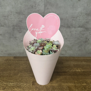 Суккуленты в подарочной упаковке &mdash; Luxury Plants