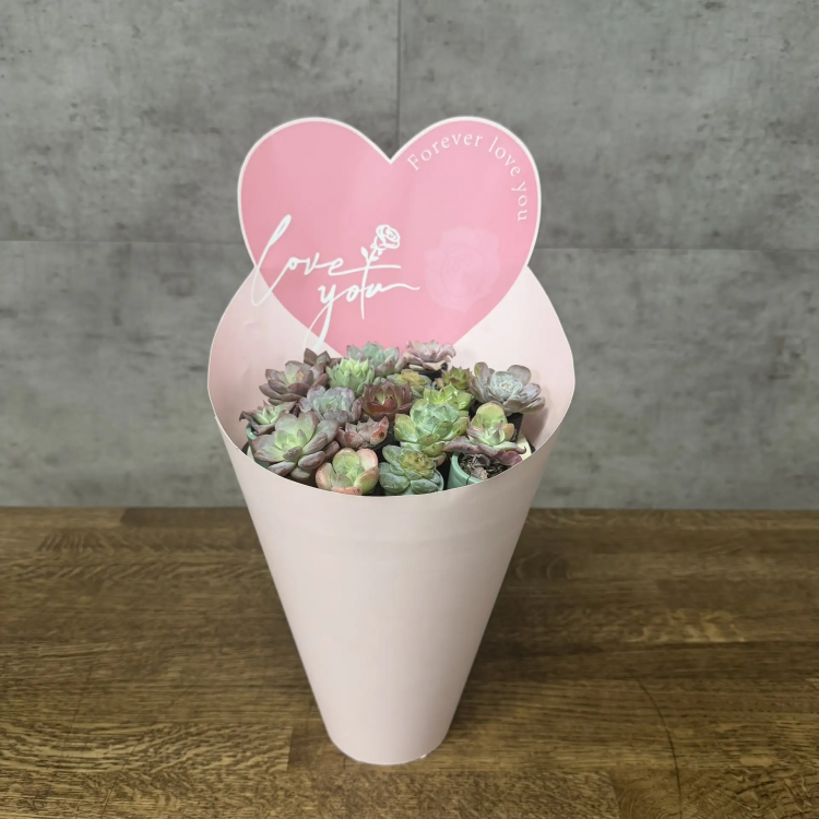 Суккуленты в подарочной упаковке фото 1 &mdash; Luxury Plants
