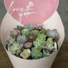 Суккуленты в подарочной упаковке фото 2 &mdash; Luxury Plants