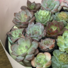 Суккуленты в подарочной упаковке фото 3 &mdash; Luxury Plants