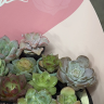Суккуленты в подарочной упаковке фото 4 &mdash; Luxury Plants