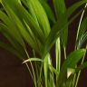 Хризалидокарпус Лутесценс 40/12 фото 3 &mdash; Luxury Plants