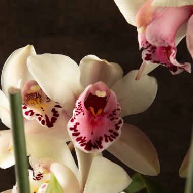Орхидея Цимбидиум бежево-фиолетовая D14 &mdash; Luxury Plants