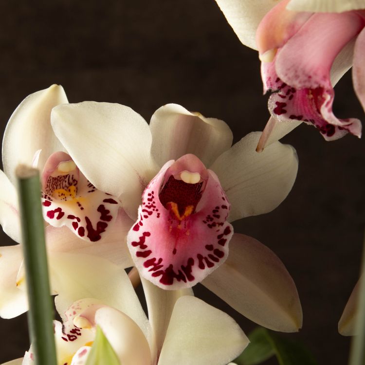 Орхидея Цимбидиум бежево-фиолетовая D14 фото 1 &mdash; Luxury Plants
