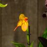 Орхидея Пафиопедилум в кашпо микс 30/9 фото 4 &mdash; Luxury Plants