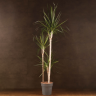 Драцена Маргината 3 ст 160/24 фото 1 &mdash; Luxury Plants