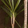 Драцена Маргината 3 ст 160/24 фото 4 &mdash; Luxury Plants