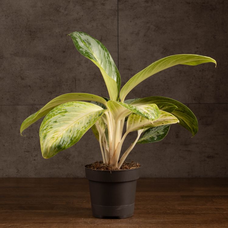 Аглаонема Арктик Лайм 30/12 фото 1 &mdash; Luxury Plants
