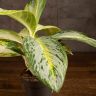 Аглаонема Арктик Лайм 30/12 фото 4 &mdash; Luxury Plants