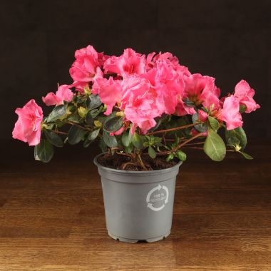 Азалия индика ярко-розовая 25/12 &mdash; Luxury Plants