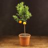 Мандариновое дерево 80/21 фото 1 &mdash; Luxury Plants