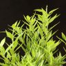 Мандариновое дерево 80/21 фото 5 &mdash; Luxury Plants