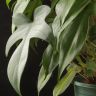 Филодендрон Флорида Гоуст 65/14 фото 2 &mdash; Luxury Plants