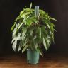 Филодендрон Флорида Гоуст 65/14 фото 1 &mdash; Luxury Plants
