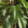 Филодендрон Флорида Гоуст 65/14 фото 4 &mdash; Luxury Plants