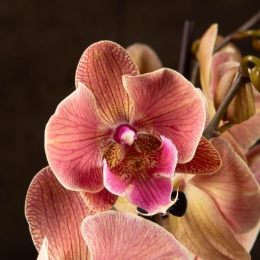 Орхидея Фаленопсис Биг Лип Роуз 2 ст &mdash; Luxury Plants