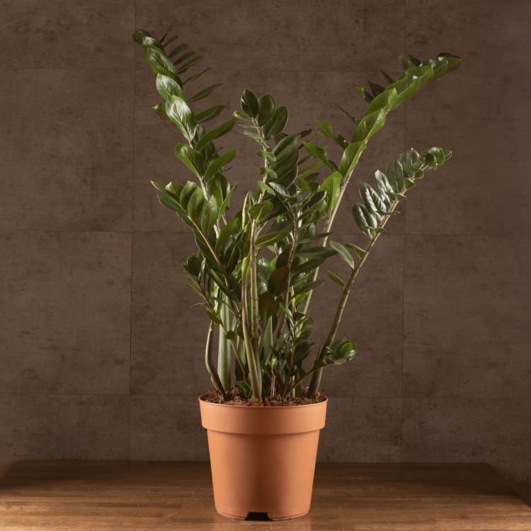 Замиокулькас 110/27 фото 1 &mdash; Luxury Plants