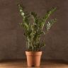 Замиокулькас 110/27 фото 1 &mdash; Luxury Plants