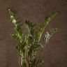 Замиокулькас 110/27 фото 2 &mdash; Luxury Plants
