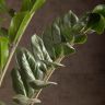 Замиокулькас 110/27 фото 3 &mdash; Luxury Plants