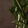 Замиокулькас 110/27 фото 4 &mdash; Luxury Plants