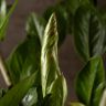 Замиокулькас 110/27 фото 5 &mdash; Luxury Plants