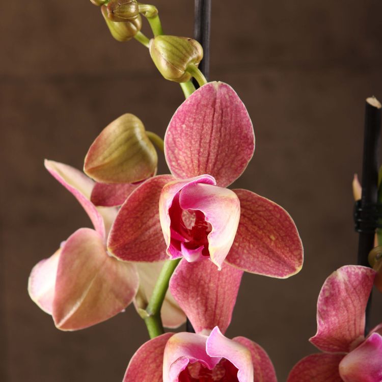 Орхидея Фаленопсис Пелорик розово-фиолетовая фото 1 &mdash; Luxury Plants