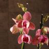 Орхидея Фаленопсис Пелорик розово-фиолетовая фото 3 &mdash; Luxury Plants