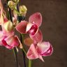 Орхидея Фаленопсис Пелорик розово-фиолетовая фото 4 &mdash; Luxury Plants
