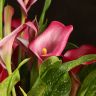 Калла фиолетовая D14 фото 3 &mdash; Luxury Plants