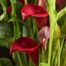Калла фиолетовая D14 фото 5 &mdash; Luxury Plants