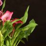 Калла фиолетовая D14 фото 4 &mdash; Luxury Plants