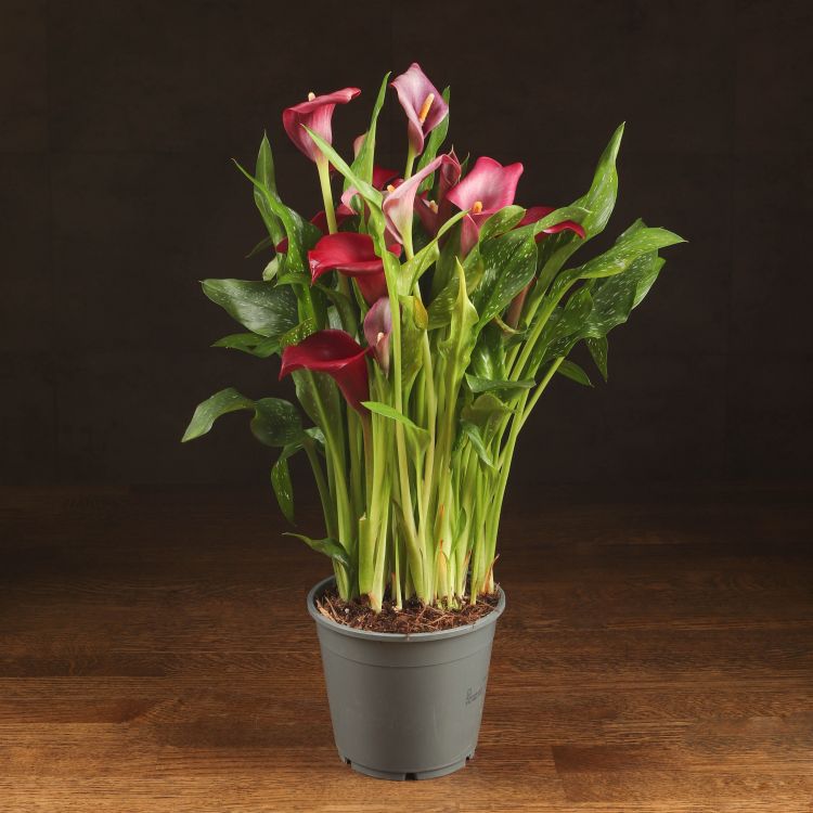 Калла фиолетовая D14 фото 1 &mdash; Luxury Plants