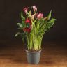 Калла фиолетовая D14 фото 1 &mdash; Luxury Plants