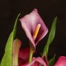Калла фиолетовая D14 фото 2 &mdash; Luxury Plants