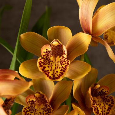 Орхидея Цимбидиум оранжевая D14 &mdash; Luxury Plants